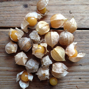GOLDEN BERRY KAPSTACHELBEERENSAMEN