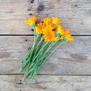 CALENDULA ERFURTER ORANGEFARBIGE SEEDS