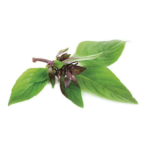 GRAINES DE BASILIC THAÏ