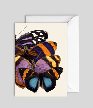 Greeting Card Butterflies