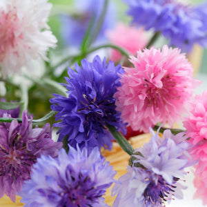 CORNFLOWER POLKA DOT MIX SEEDS