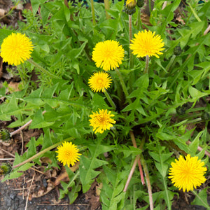 DANDELION VERT DE MONTMAGNY SEEDS