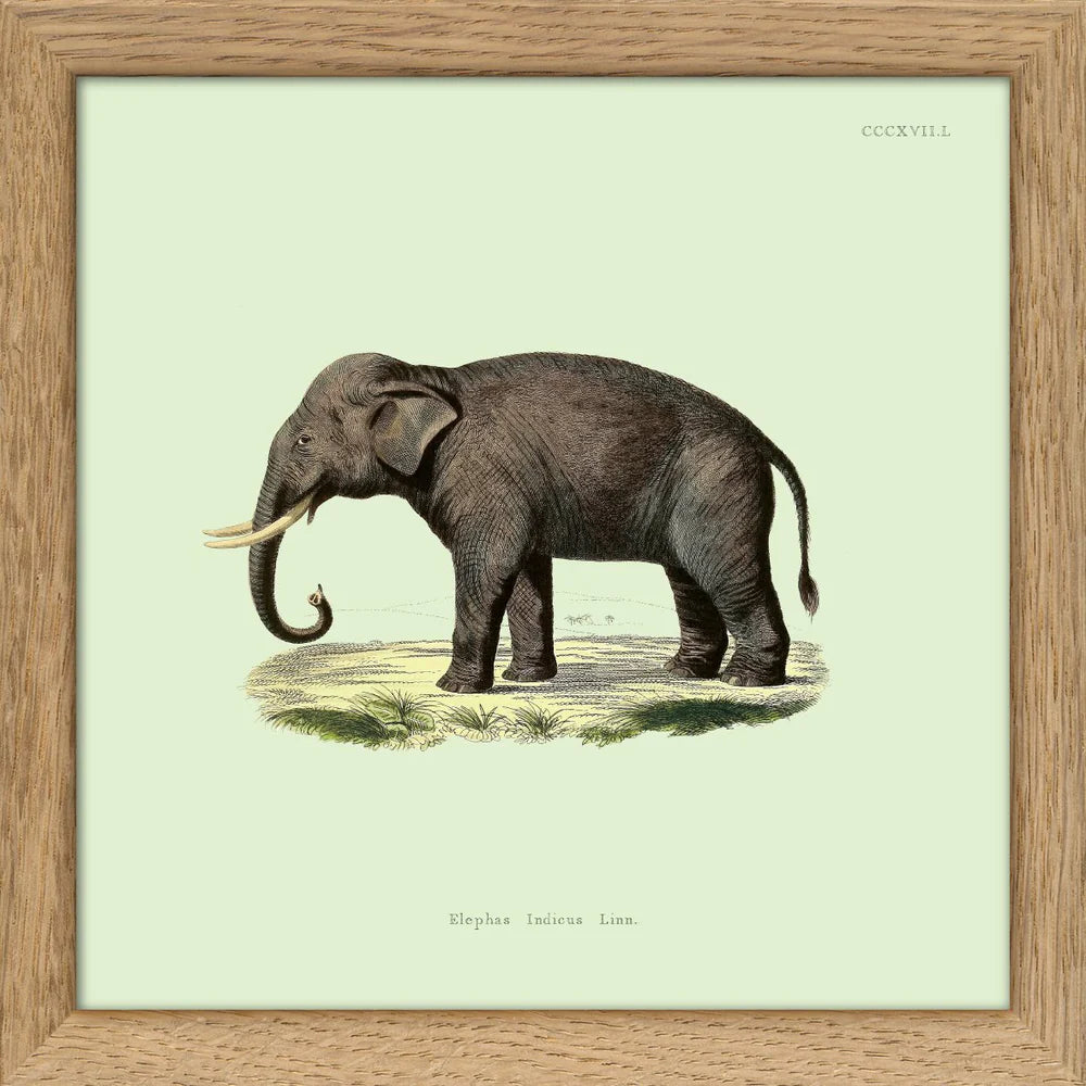ELEPHANT | 15x15cm | OAK FRAME