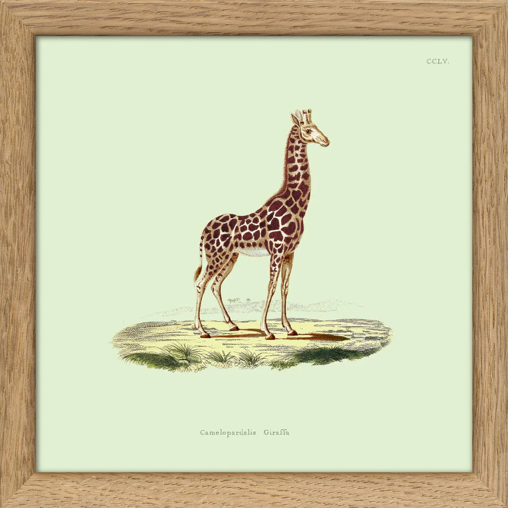 GIRAFFE | 15x15cm | OAK FRAME