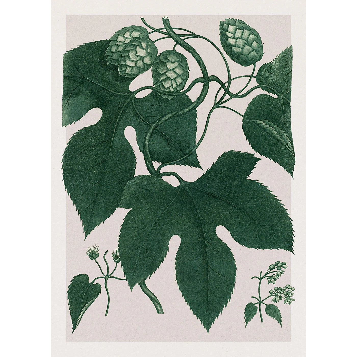 HUMULUS LUPULUS | 30x40cm