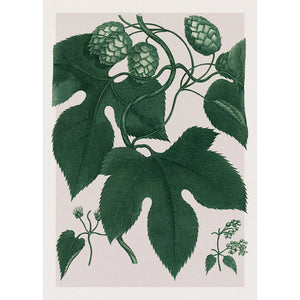 HUMULUS LUPULUS | 30x40cm