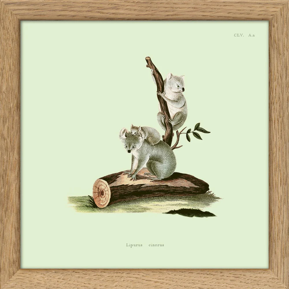 KOALAS | 15x15cm | OAK FRAME