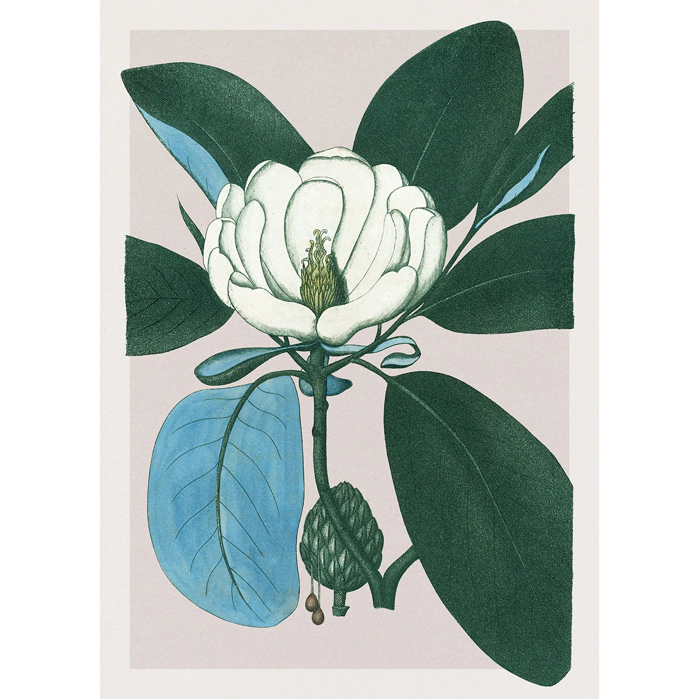 MAGNOLIA GLAUCA | 30x40cm