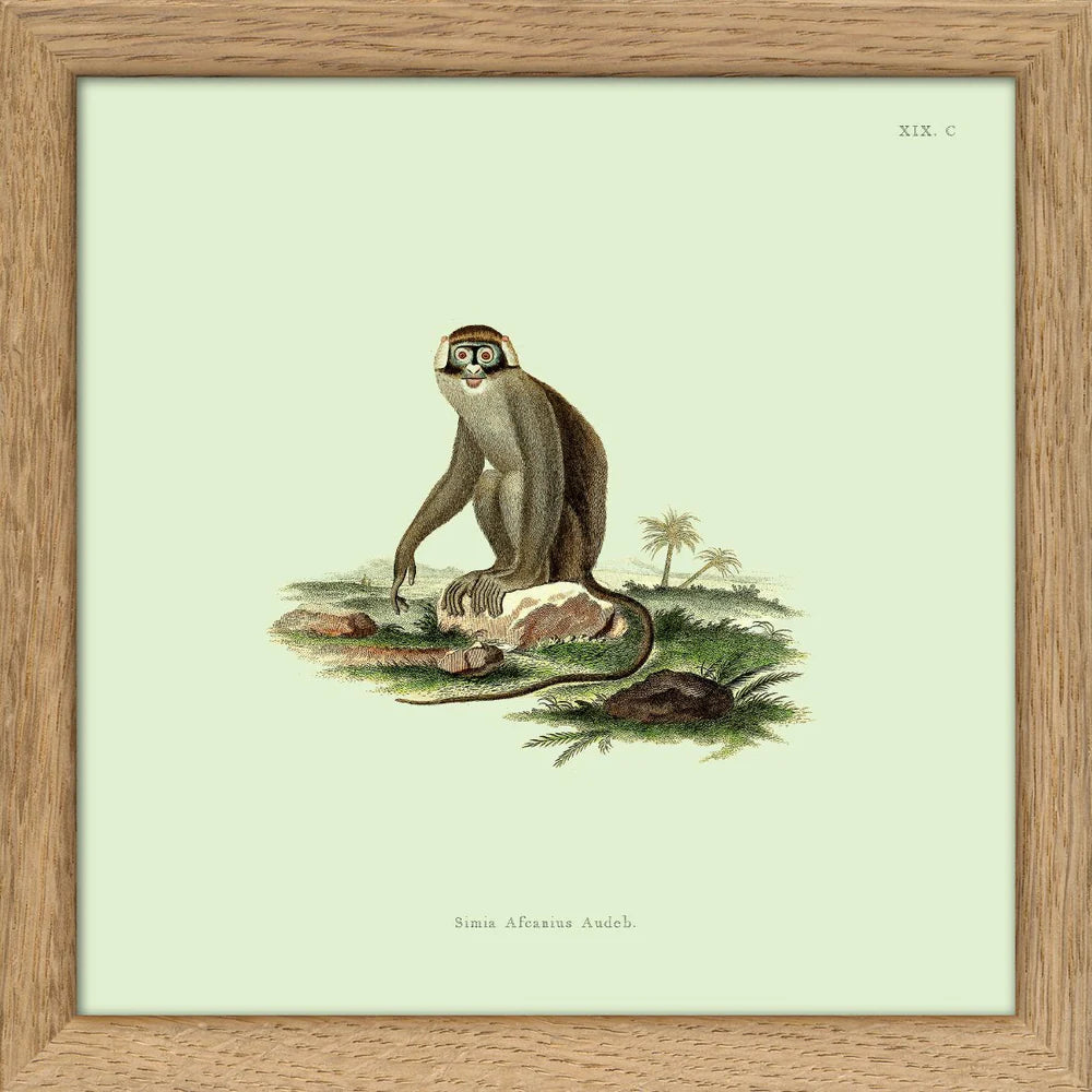 MONKEY NO 2 | 15x15cm | OAK FRAME