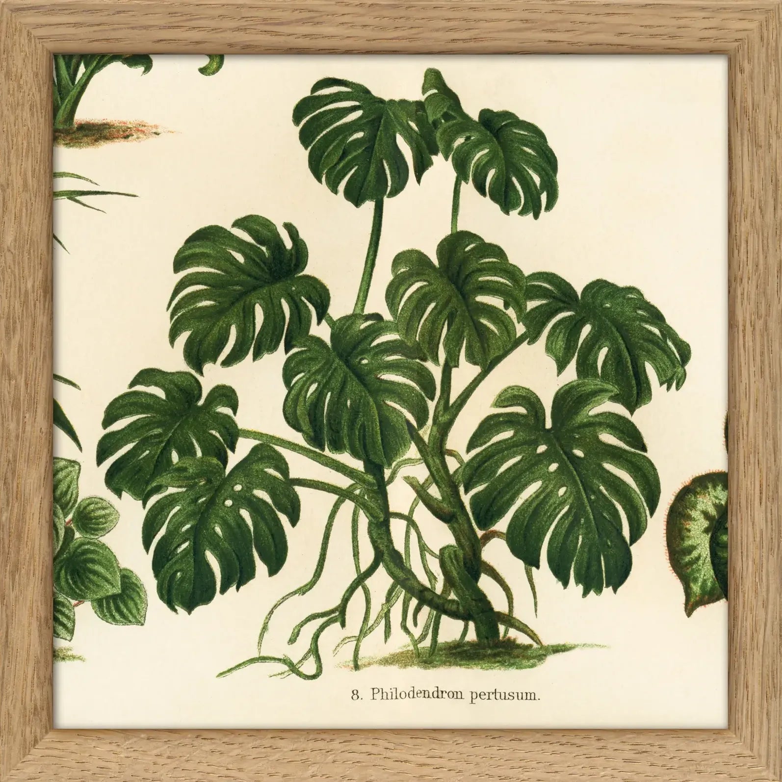 MONSTERA | 15x15cm | OAK FRAME