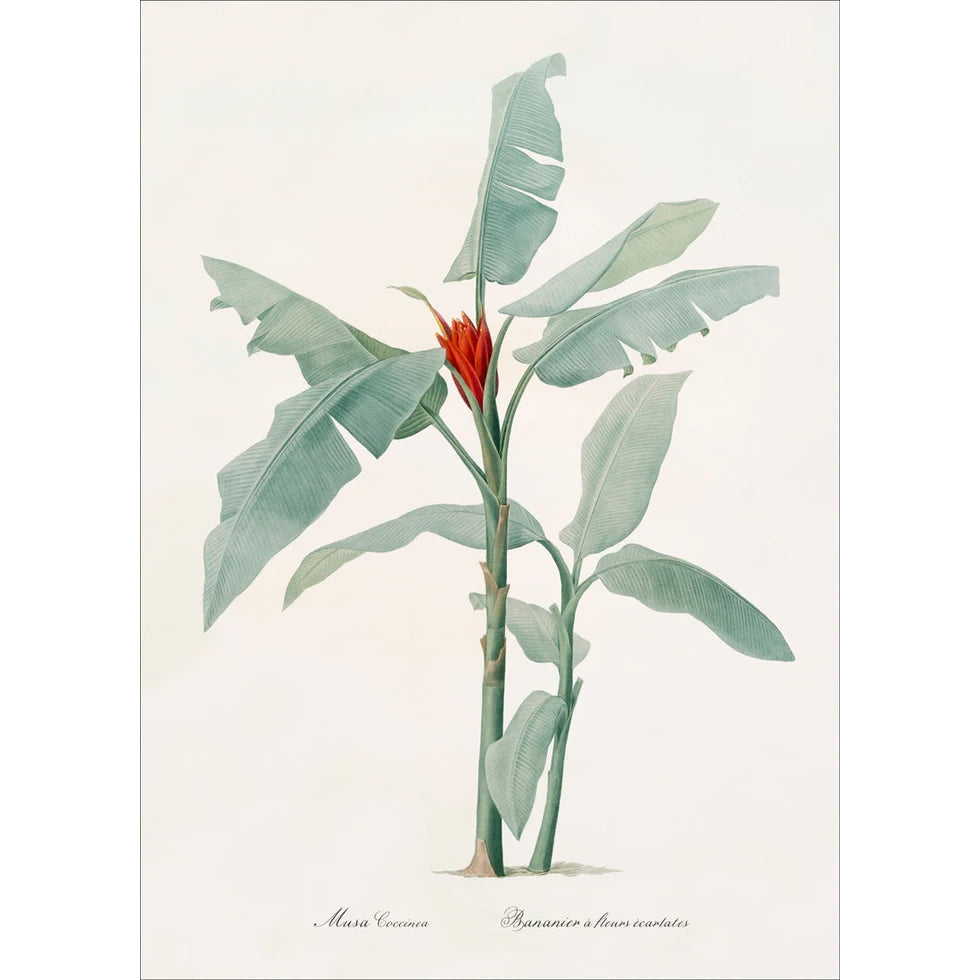 MUSA COCCINEA | 70x100cm