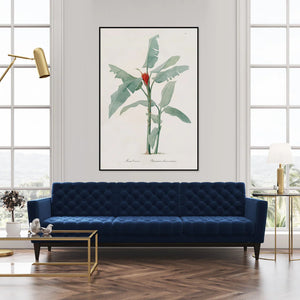 MUSA COCCINEA | 70x100cm