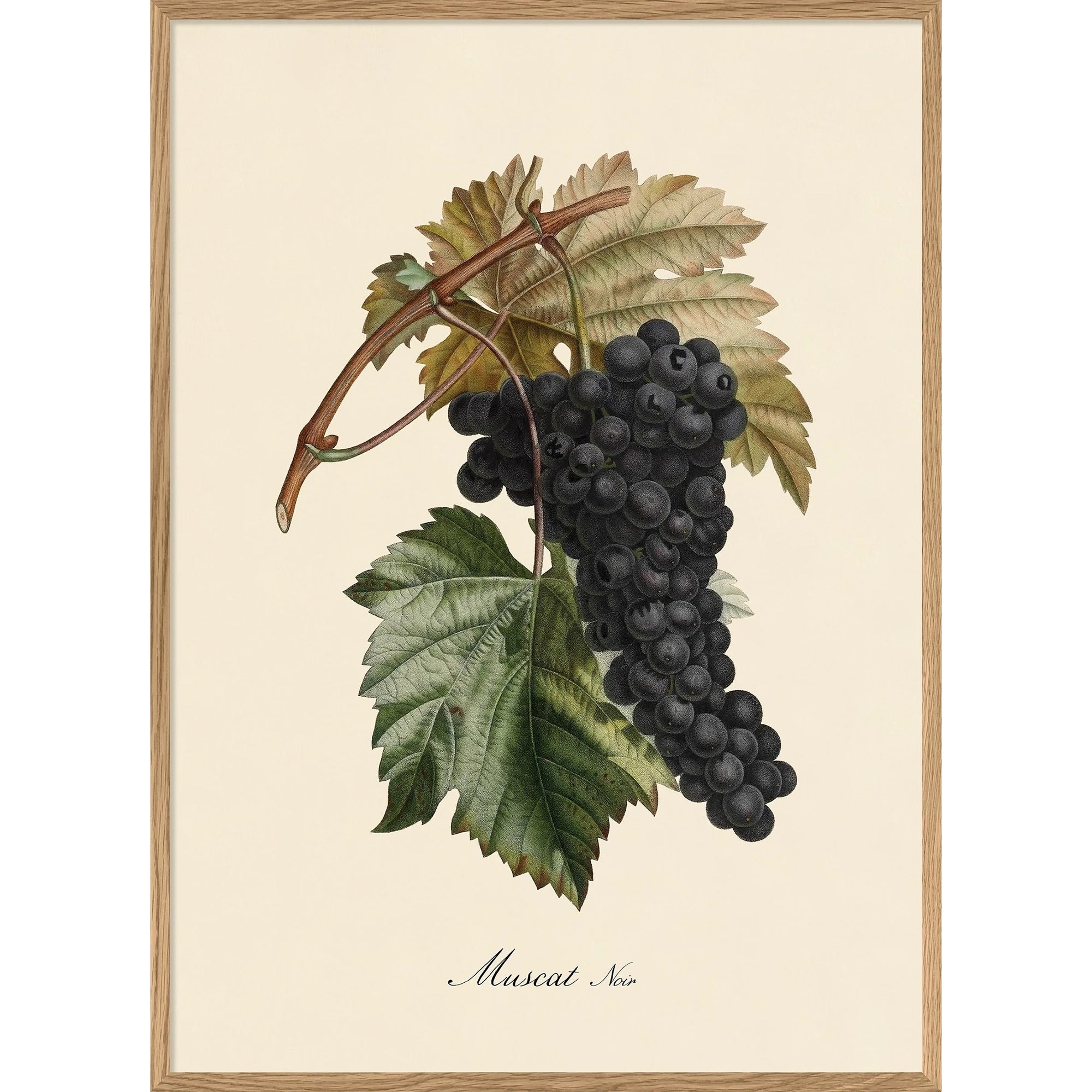 MUSCAT NOIR | 30x40cm | OAK FRAME