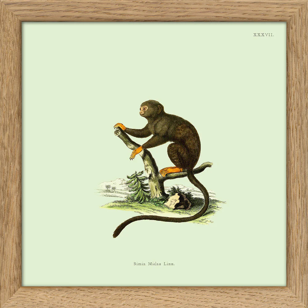 ORANGE MONKEY | 15x15cm | OAK FRAME