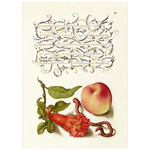 PEACH | 70x100cm