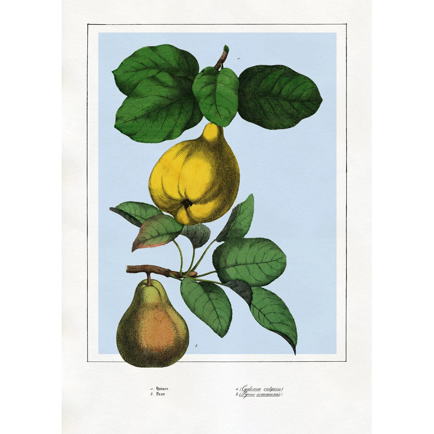 QUINCE AND PEAR | 30x40cm