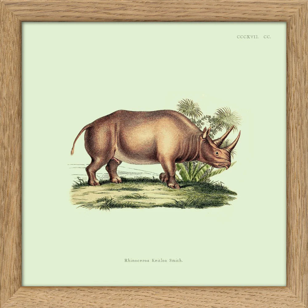 RHINO | 15x15cm | OAK FRAME
