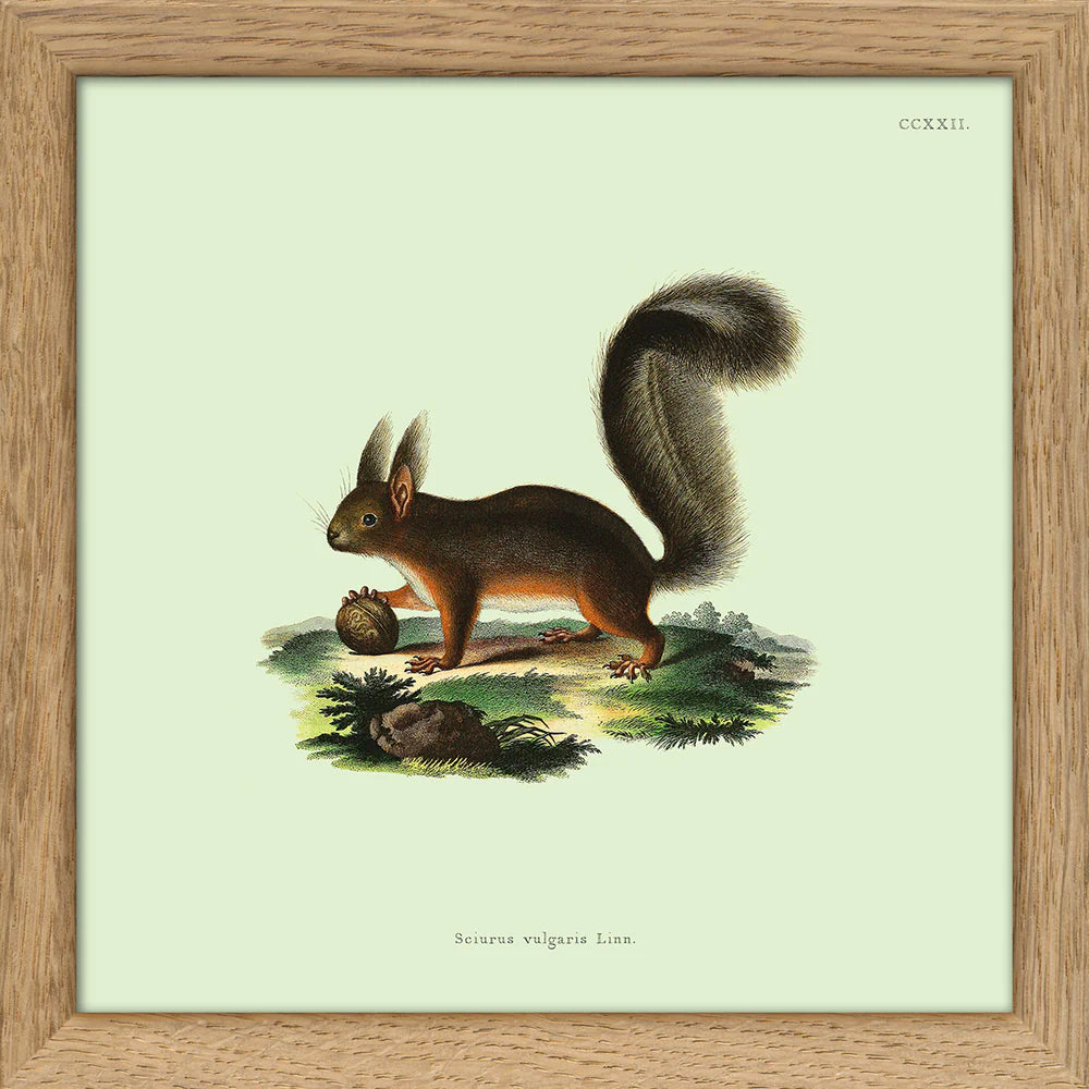 SQUIRREL | 15x15cm | OAK FRAME