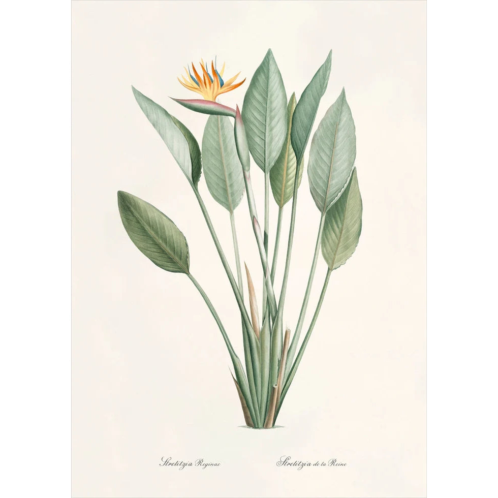 STRELITZIA REGINA | 30x40cm