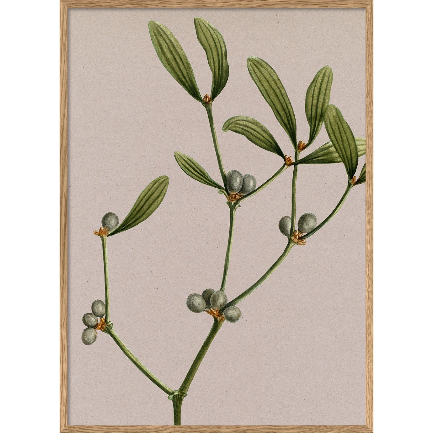 VISCUM ALBUM - GUI BLANC | 30x40cm | OAK FRAME