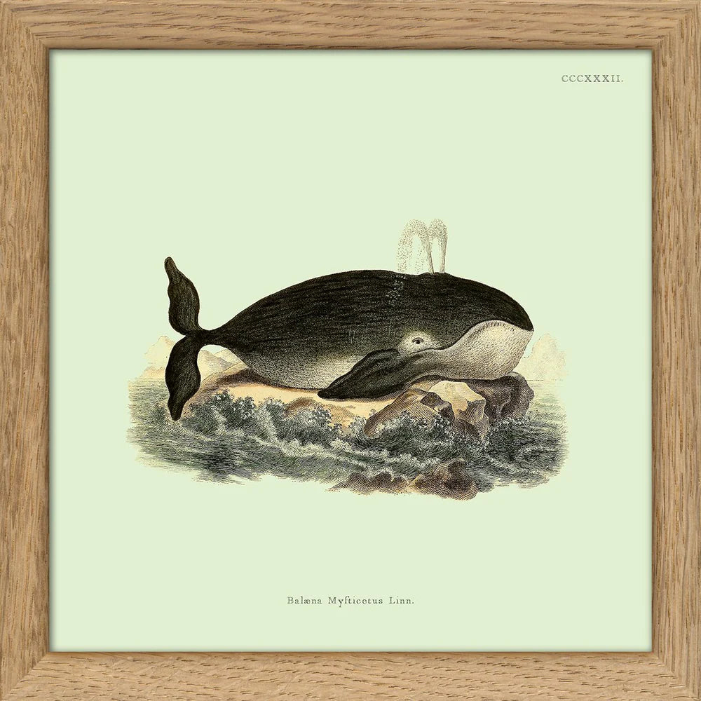 WHALE | 15x15cm | OAK FRAME