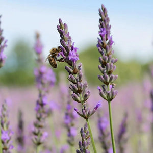 lavender with bee