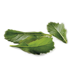 ROCKET WILDFIRE/WASABI-SAMEN