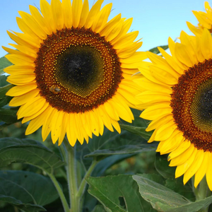 sunflowers