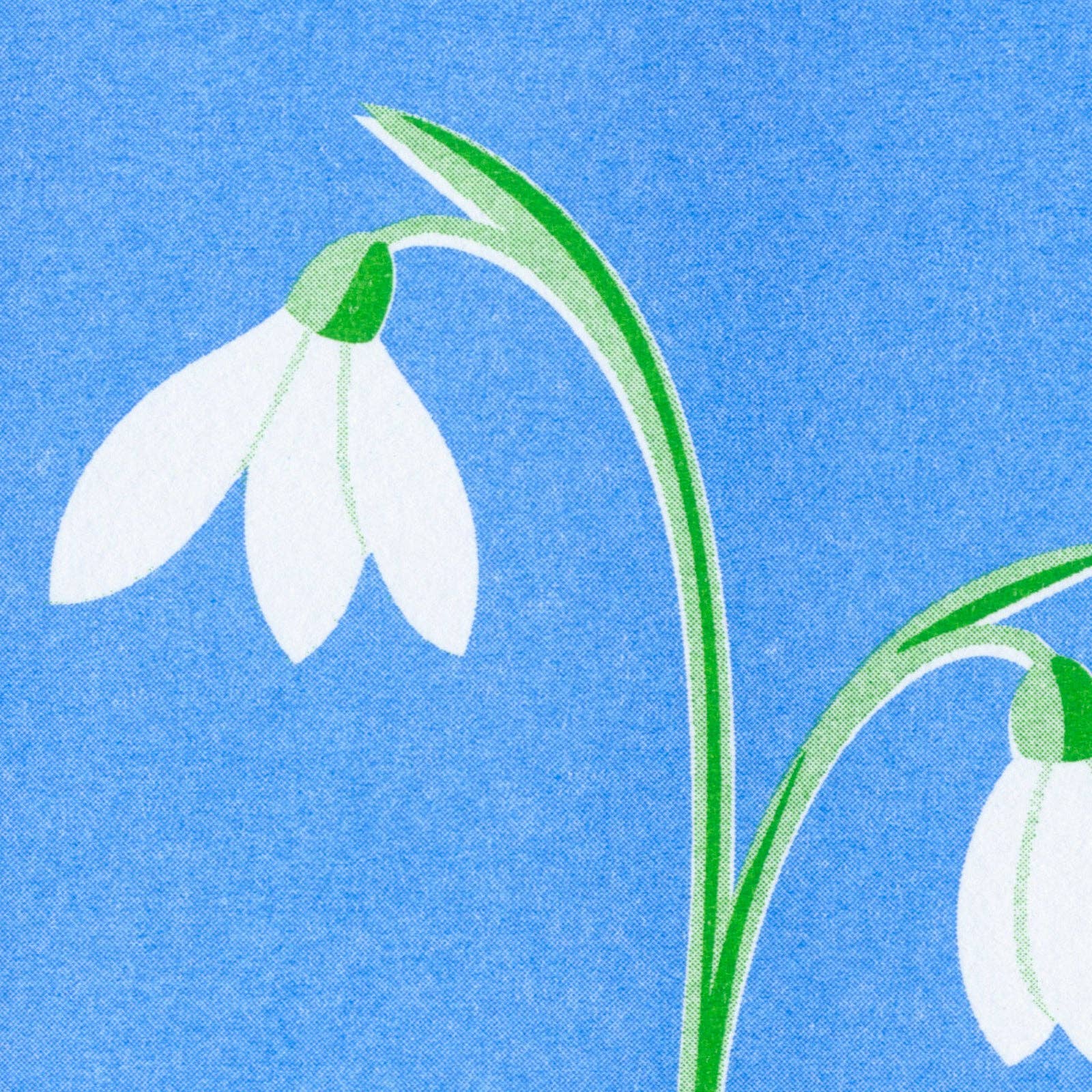 Snowdrop Postcard