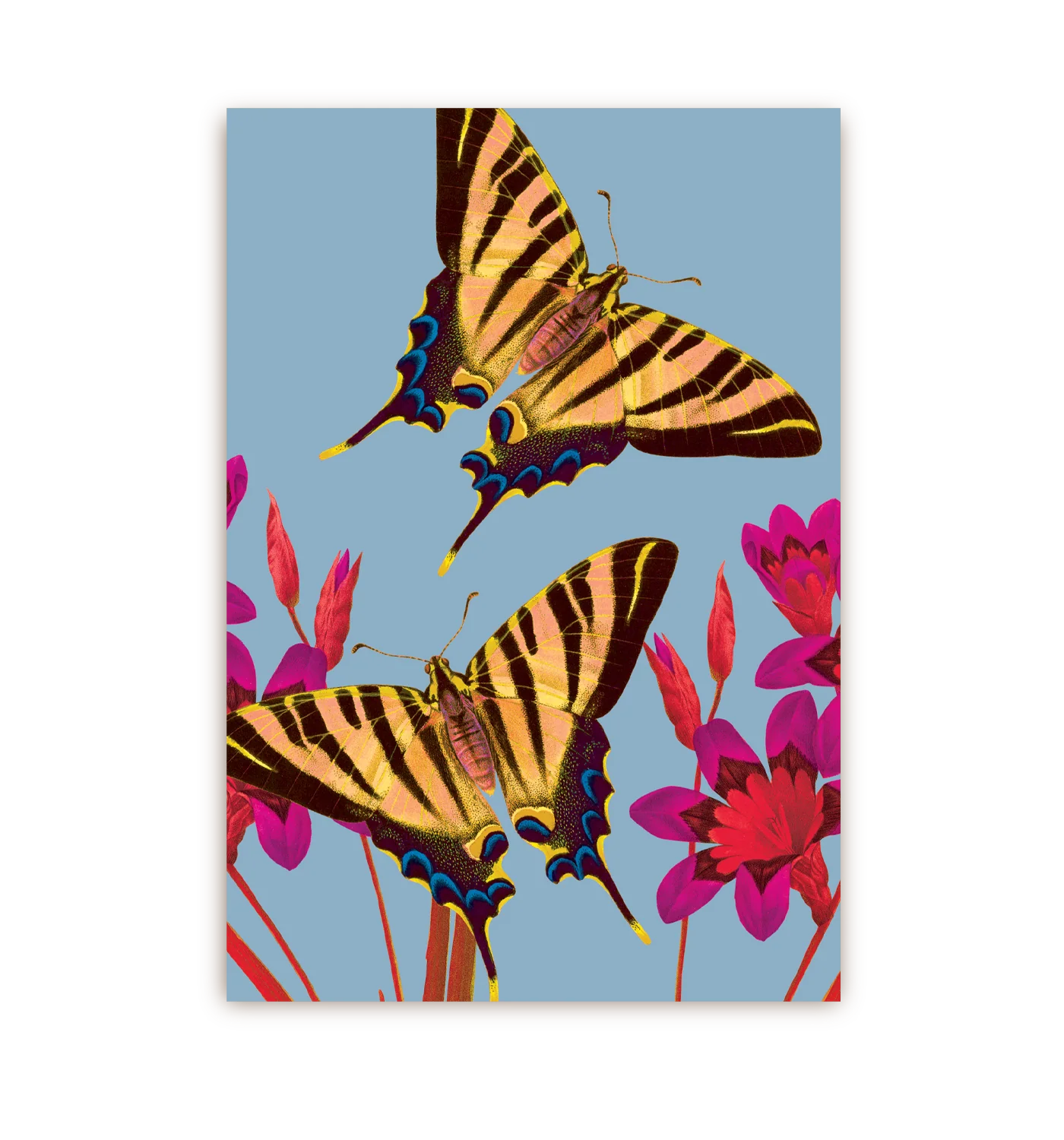 Ixia Butterfly | Postcard