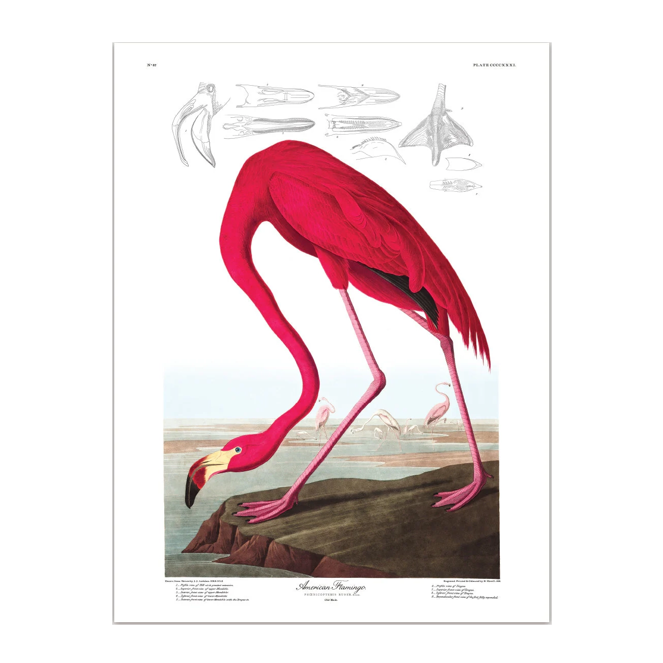 AMERICAN FLAMINGO | 30x40cm