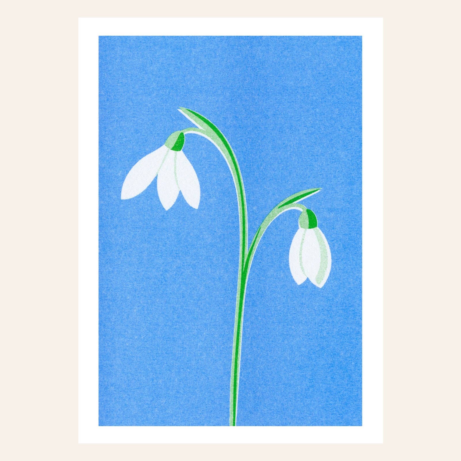 Snowdrop Postcard