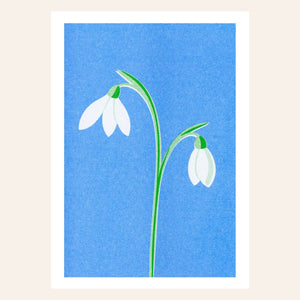 Snowdrop Postcard