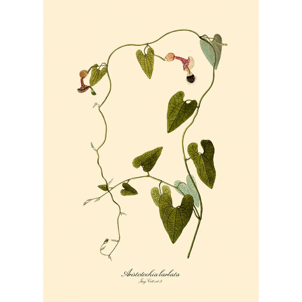 ARISTOLOCHIA BABATA | 70x100cm