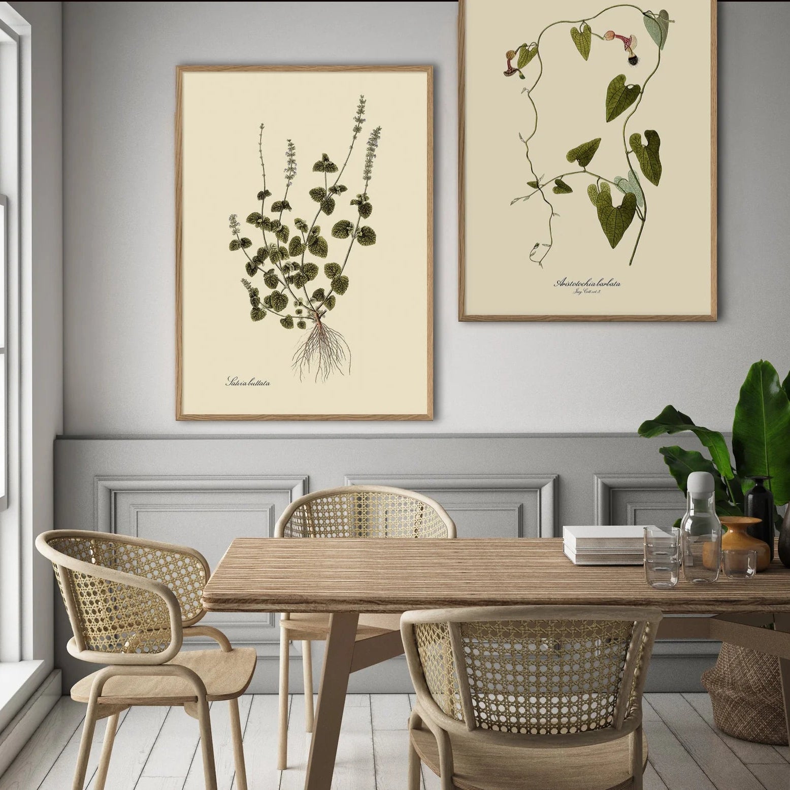 ARISTOLOCHIA BABATA | 70x100cm