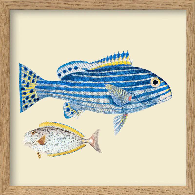 BLUE STRIPED FISH AND WHITE FISH | 15x15cm | OAK FRAME