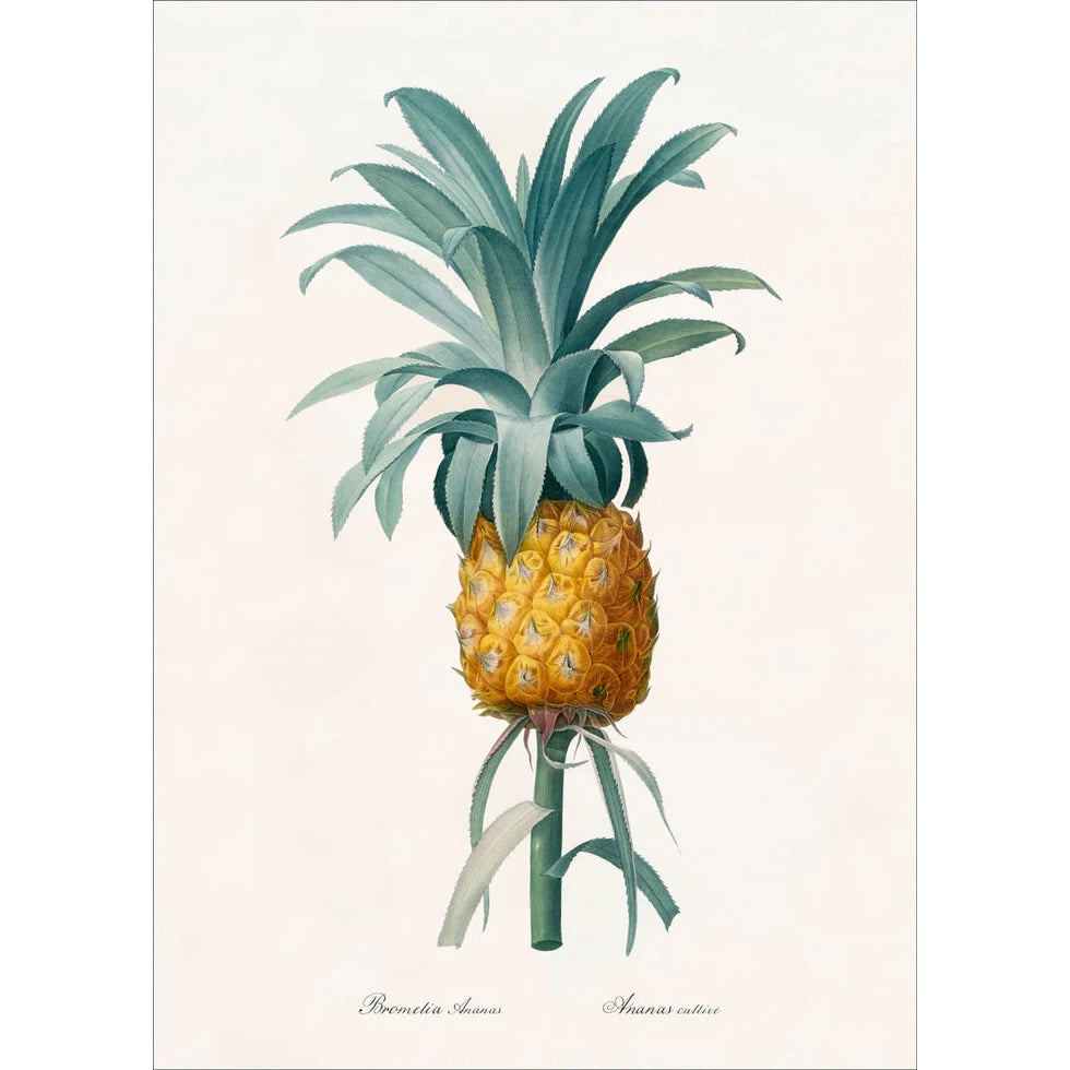 BROMELIA ANANAS | 30x40cm
