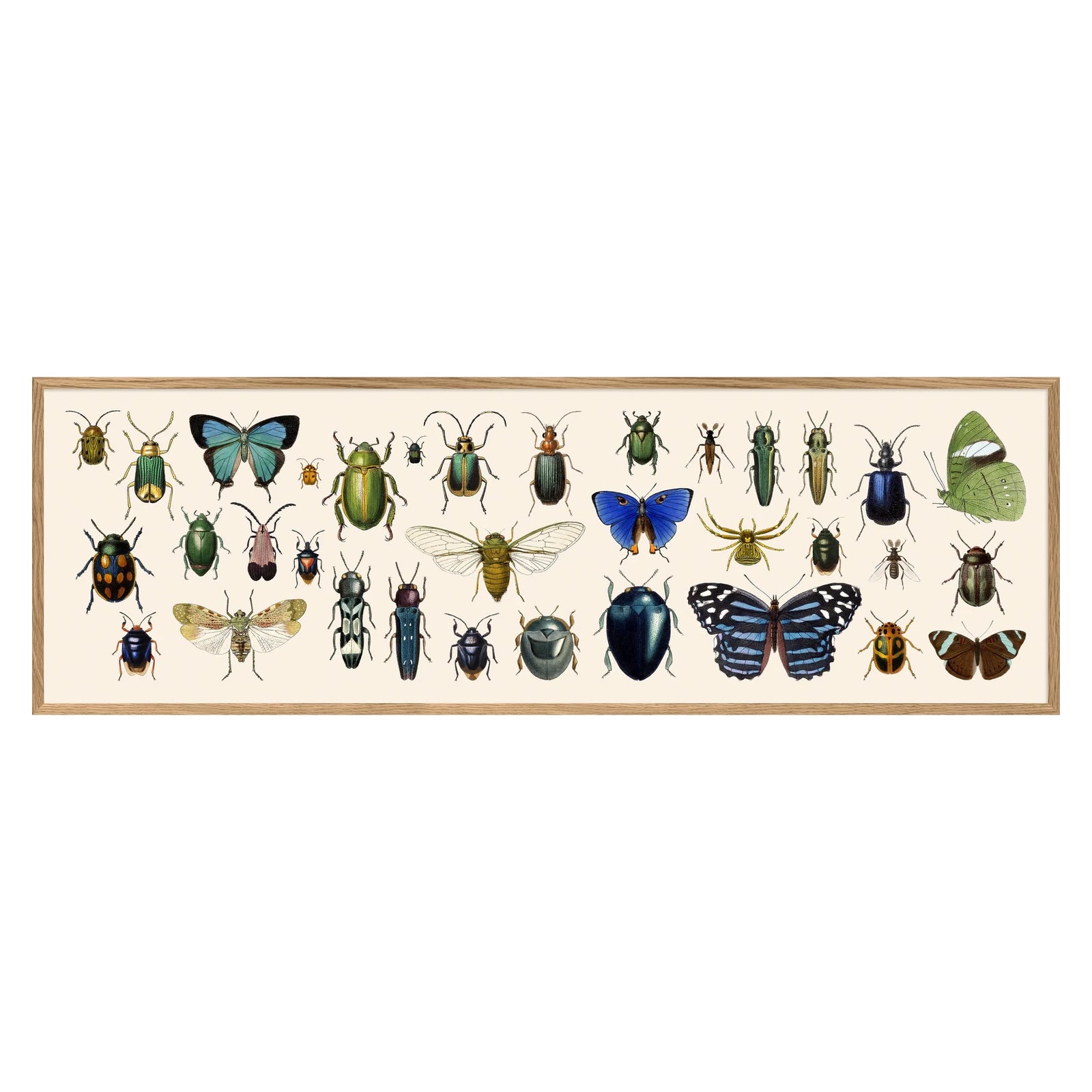 BUTTERFLIES AND BEETLES | 20x60cm | OAK FRAME