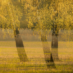 Birch Sauna Scent Oil