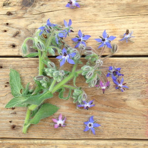 Borage Flower Mix | Plant Seeds