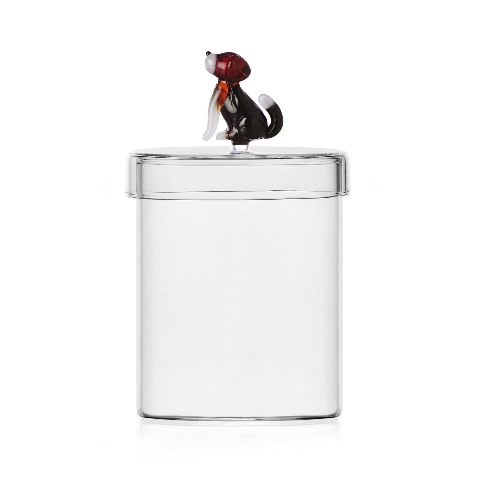 Box English Foxhound