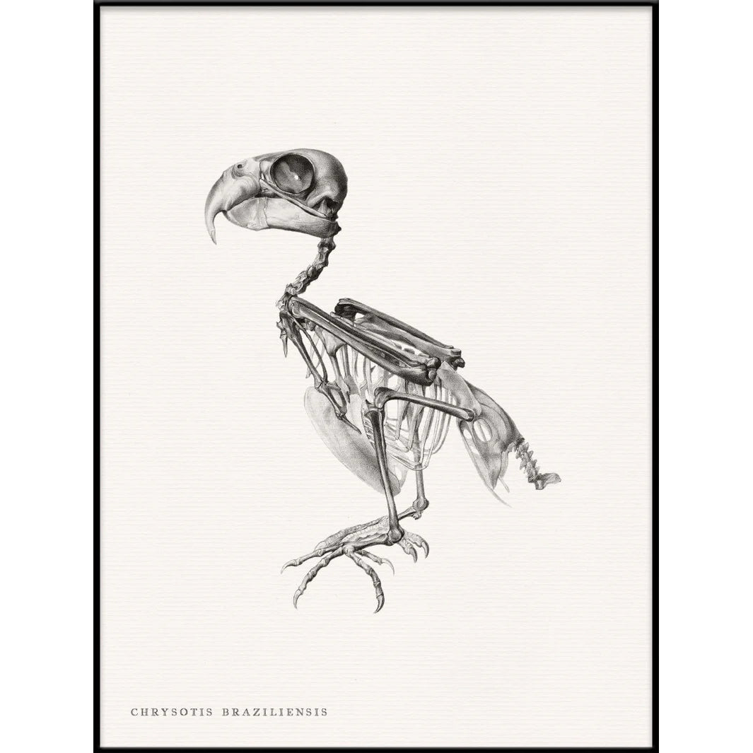 CHRYSOTIS BRAZILIENSIS | 30x40cm | BLACK ALU FRAME