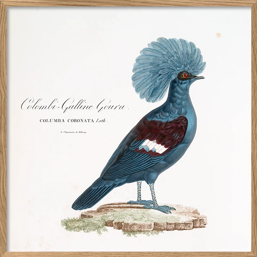 COLOMBI-GALLINE GOURA | 30x30cm | OAK FRAME