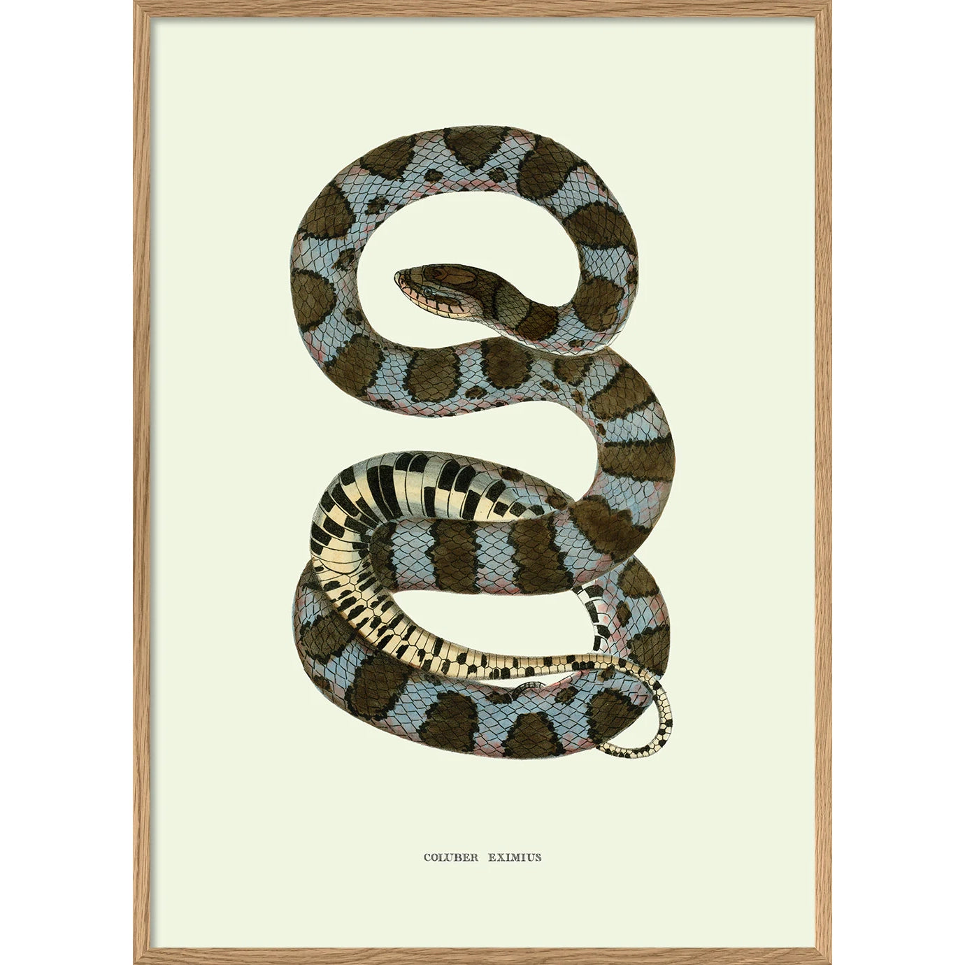 COLUBER EXIMIUS | 30x40cm | OAK FRAME