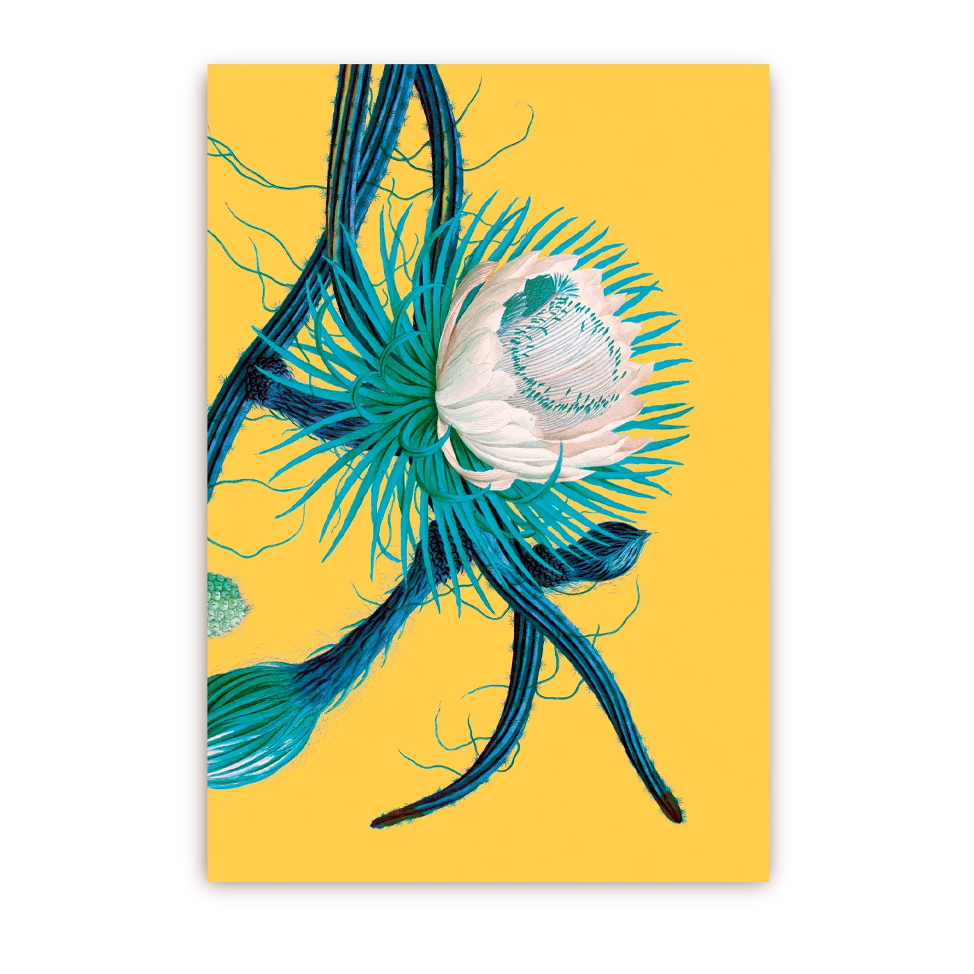 Cereus Flower | Postcard