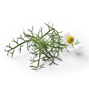 Chamomile Roman | Plant Seeds