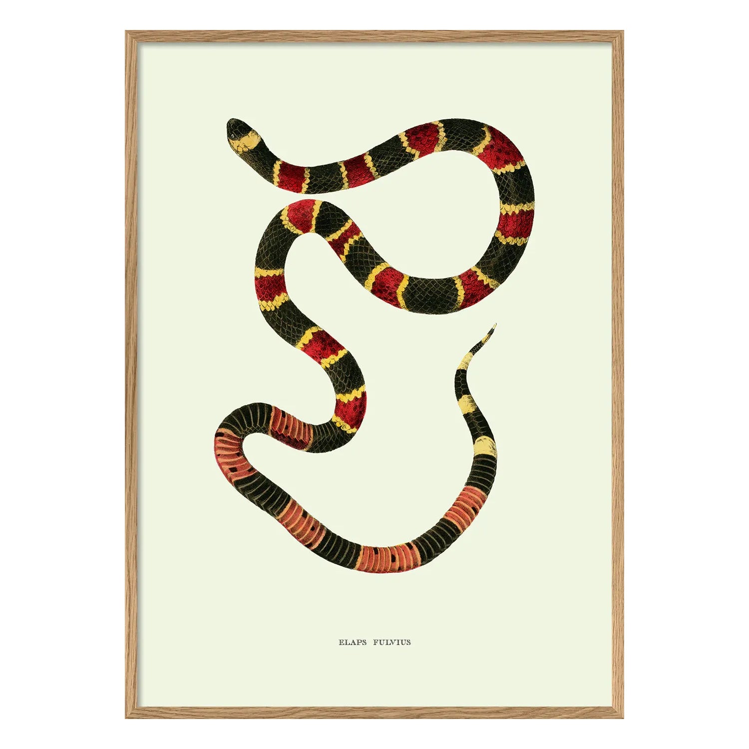 ELAPS FULVIUS illustration