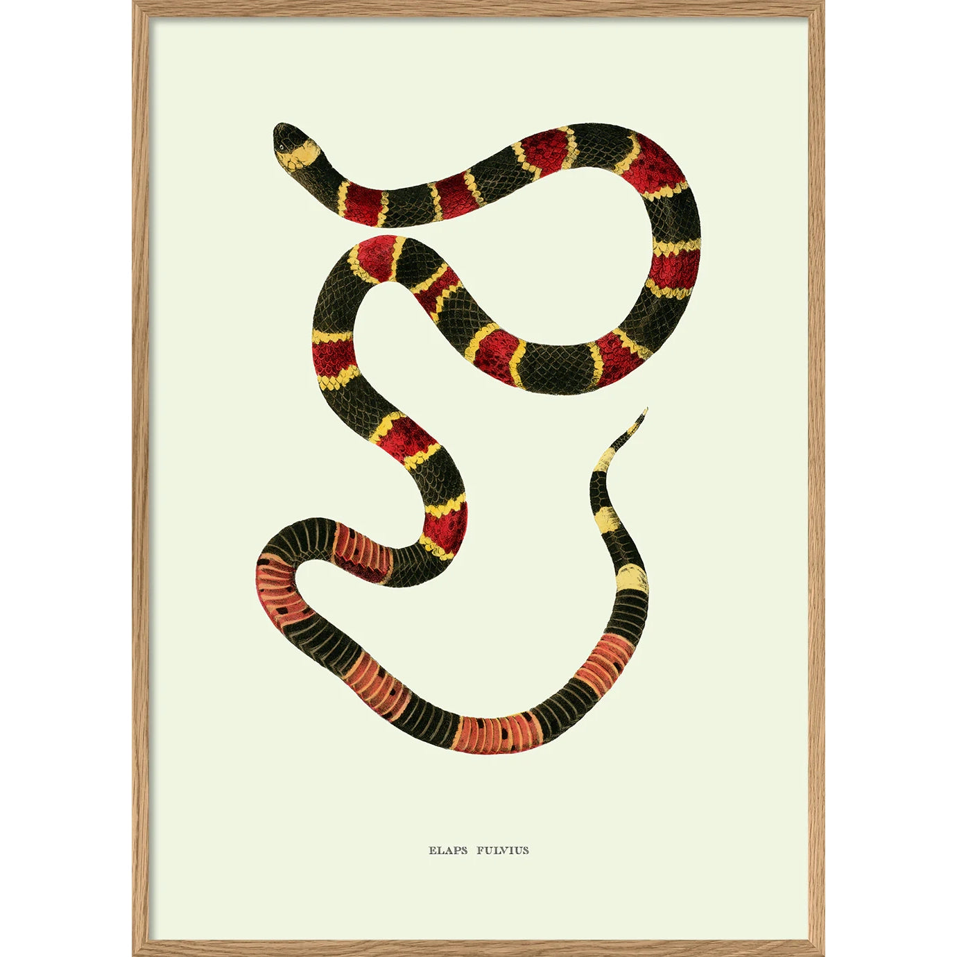 ELAPS FULVIUS | 30x40cm | OAK FRAME