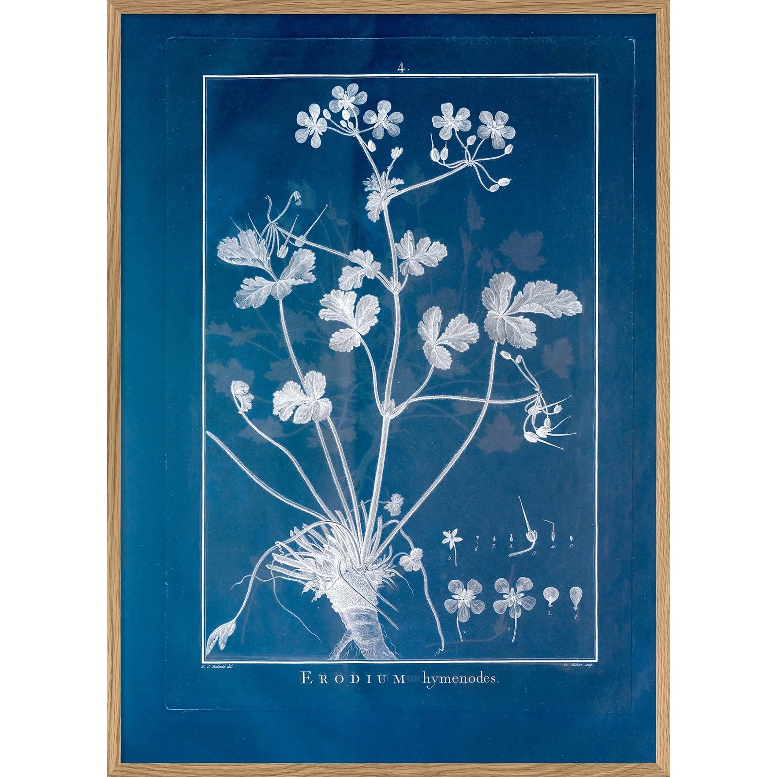 ERODIUM HYMENODES | 21x30cm | OAK FRAME