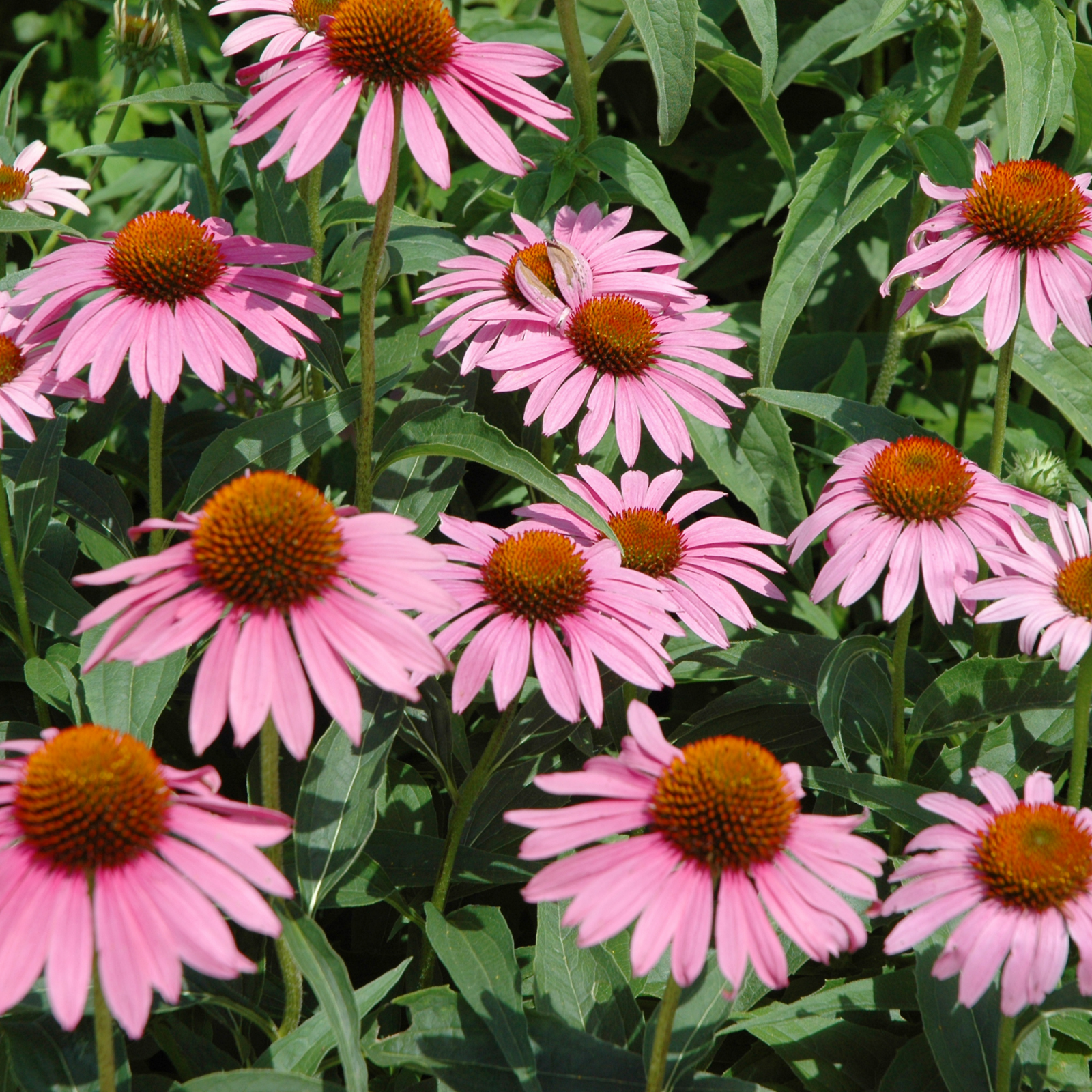 Echinacea Starlight | Plant Seeds